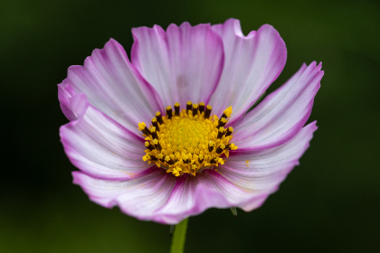 ga黄金甲官网最新活动与福利信息一览