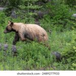 2238开奖直播现场全程高清实时在线观看 d5x5cic8