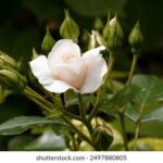 038期开奖结果震撼揭晓,幸运号码花落谁家? lar9bpmmwk